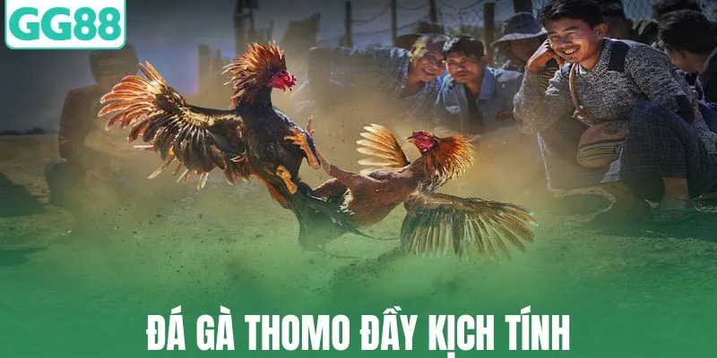 Chọi kê Thomo đầy sôi động và kịch tính