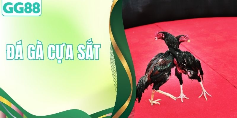 Đá Gà Cựa Sắt - Tựa Game Xanh Chín Top 1 Thị Trường