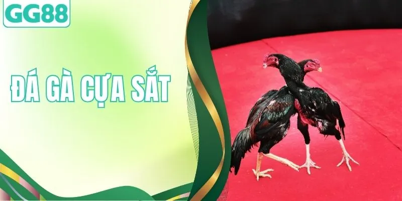 Đá Gà Cựa Sắt - Tựa Game Xanh Chín Top 1 Thị Trường