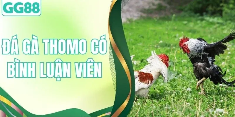 Xem Đá Gà Thomo Có Bình Luận Viên Đầy Kịch Tính Tại GG88