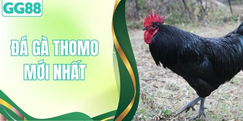 Đá Gà Thomo Mới Nhất – Tổng Hợp Thông Tin Mới Nhất Tại GG88