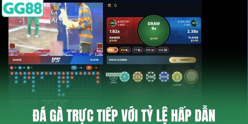 Đá gà trực tiếp với tỷ lệ hấp dẫn