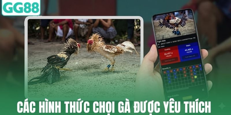Điểm danh các hình thức chọi gà được yêu thích tại GG88