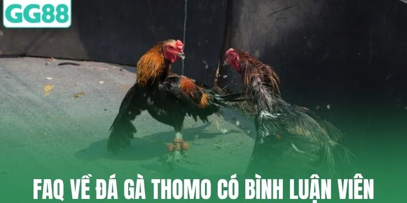 FAQ thường gặp về đá gà thomo có bình luận viên