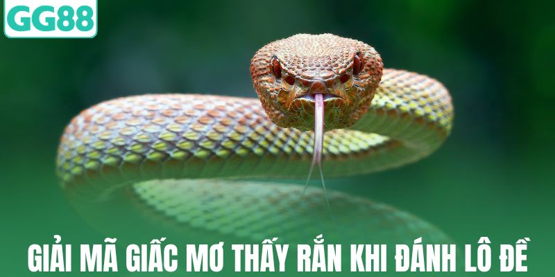 Giải mã giấc mơ thấy rắn khi đánh lô đề