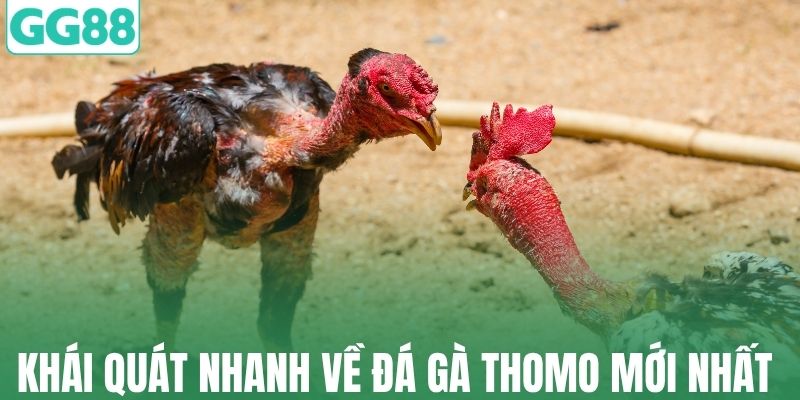 Khái quát nhanh về đá gà Thomo mới nhất tại GG88