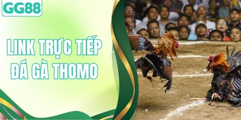 Link Trực Tiếp Đá Gà Thomo Tại GG88 - Địa Chỉ Cá Cược Uy Tín