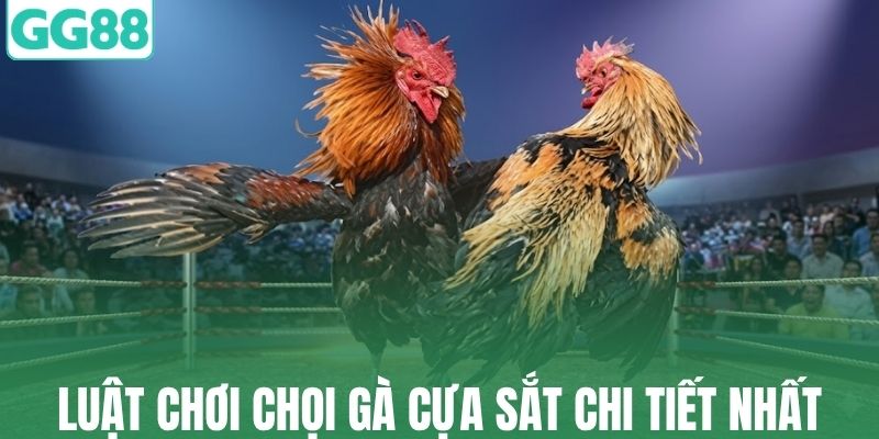 Luật chơi chọi gà cựa sắt chi tiết nhất
