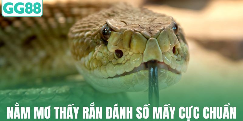 Nằm mơ thấy rắn đánh số mấy cực chuẩn
