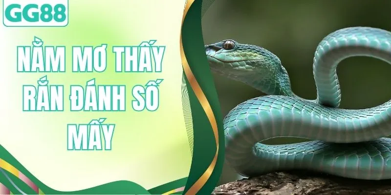 Nằm Mơ Thấy Rắn Đánh Số Mấy - Phân Tích Chiêm Bao Lô Chuẩn