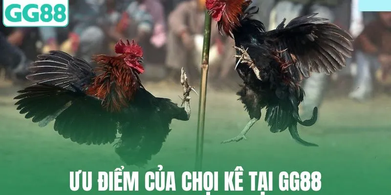 Người chơi nên ưu tiên lựa chọn chọi kê tại GG88