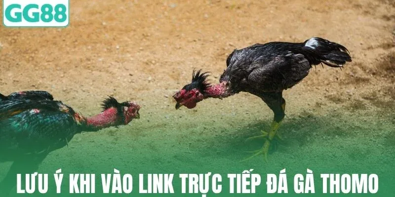 Những lưu ý khi vào link trực tiếp đá gà thomo