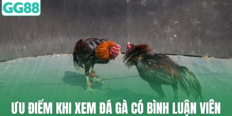 Những ưu điểm khi xem đá gà thomo có bình luận viên