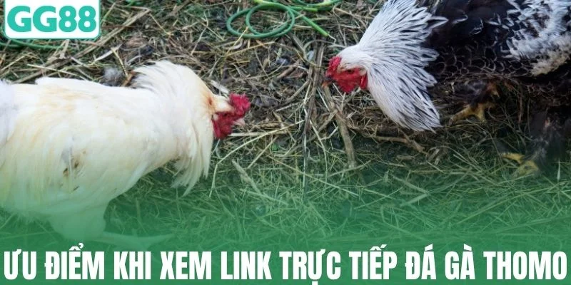 Những ưu điểm khi xem link trực tiếp đá gà thomo