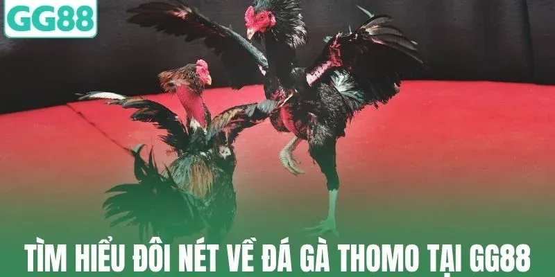 Tìm hiểu đôi nét về đá gà thomo tại GG88