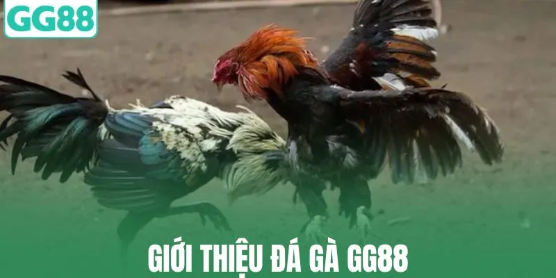 Tìm hiểu đôi nét về loại hình đá gà GG88