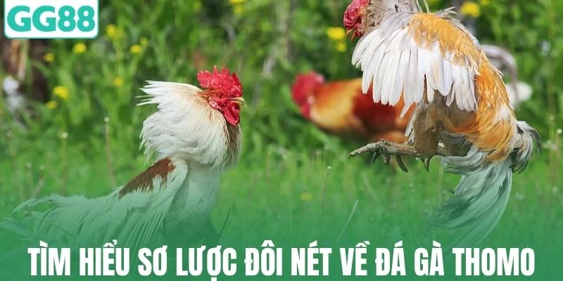 Tìm hiểu sơ lược về đá gà thomo tại GG88