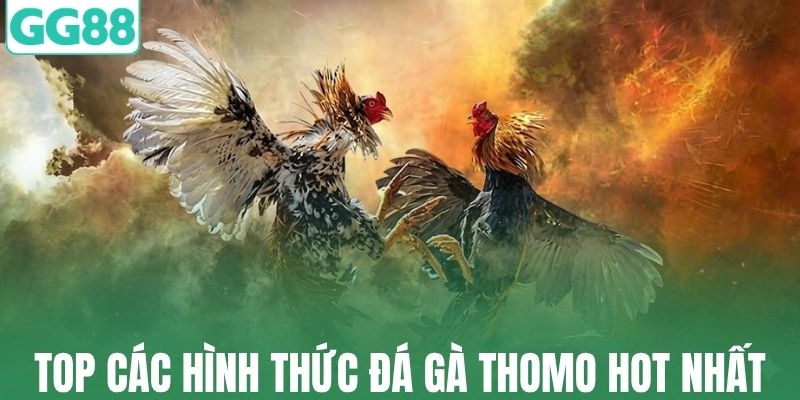 Top các hình thức đá gà Thomo được yêu thích nhất