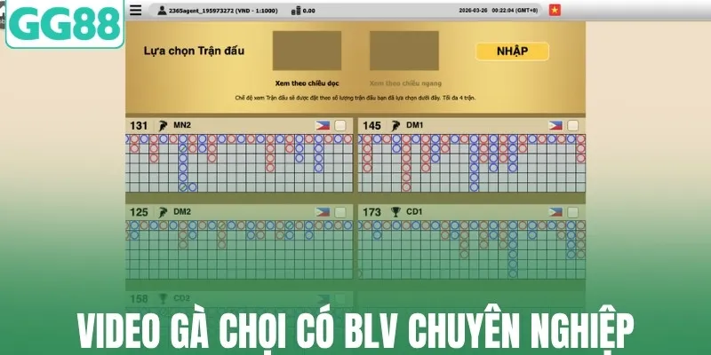 Video gà chọi có BLV chuyên nghiệp